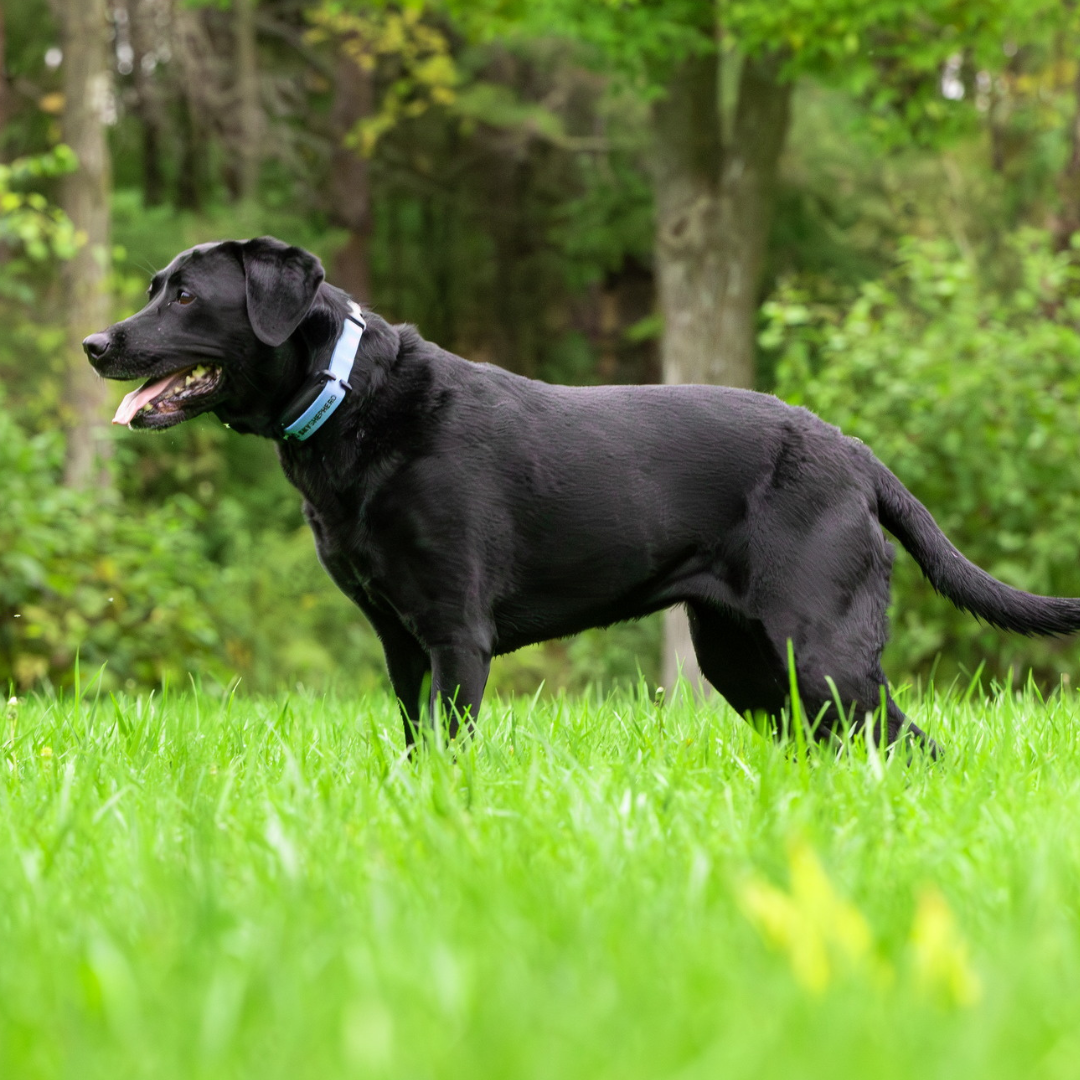 650_SkyShepherd GPS Dog Containment Collar